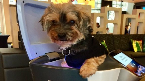 Pet Friendly Hotels In Austin Tx Aloft Northwest Dog Friendly Hotel In Austin Tx